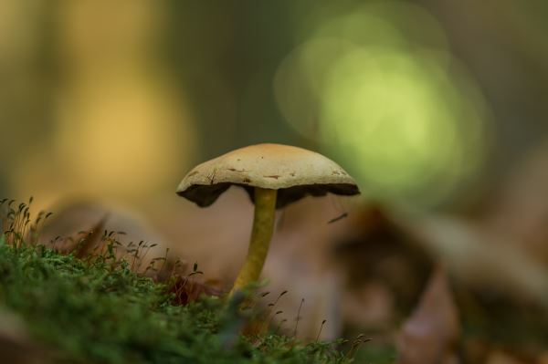 火狐电竞绿化工程专利(立体绿化的企业资质)(图2)