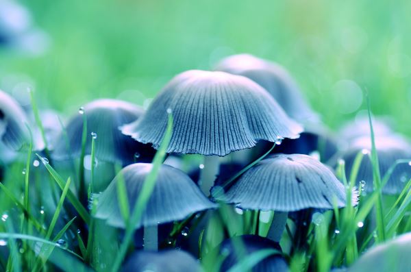 湖南园林绿化一级企业(湖南远景园林绿化工程有限公司怎么样)火狐电竞(图3)