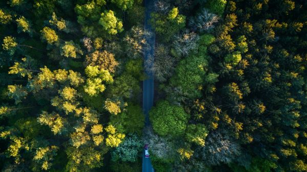 火狐电竞下沙绿化公司(上海大景绿化工程有限公司电话是多少)(图2) 火狐电竞下沙绿化公司(上海大景绿化工程有限公司电话是多少)(图2)