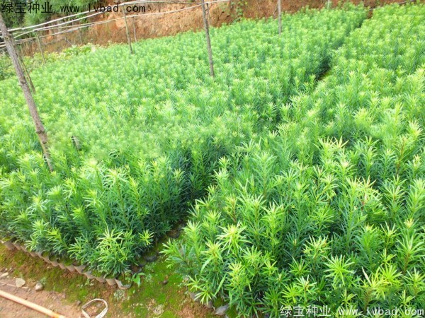 常见的100种园林树木火狐电竞(图2)