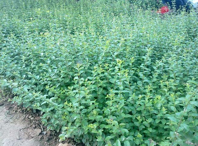 常见的100种园林树木火狐电竞(图3)