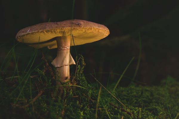 火狐电竞公共建筑绿化(绿化工程包括哪些项目)(图2)