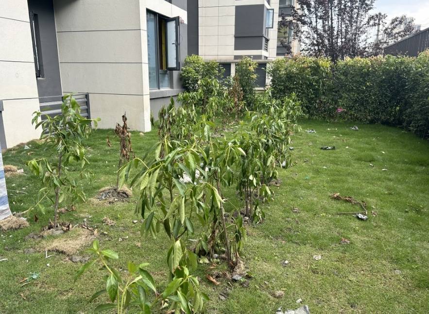 火狐电竞一楼花园是否属于公共绿地？成都一小区“底层花园”引发邻里矛盾(图9)
