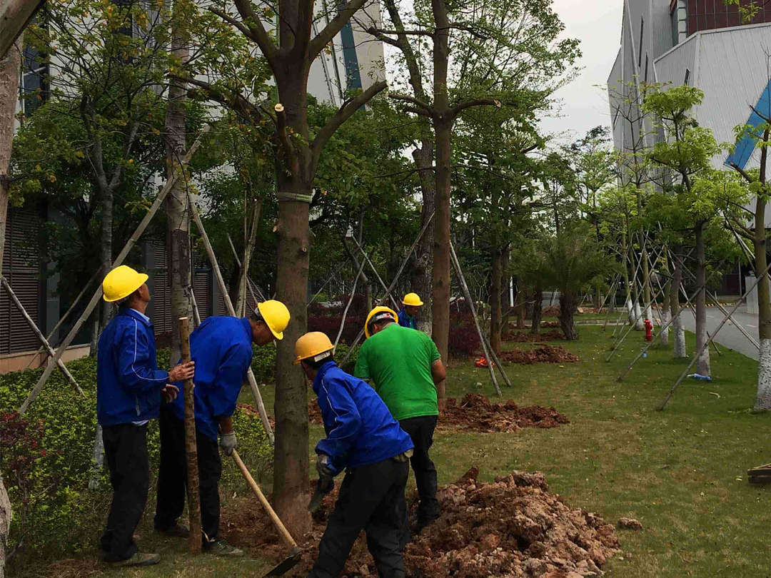火狐电竞小区全年的绿化养护工作内容(图3)