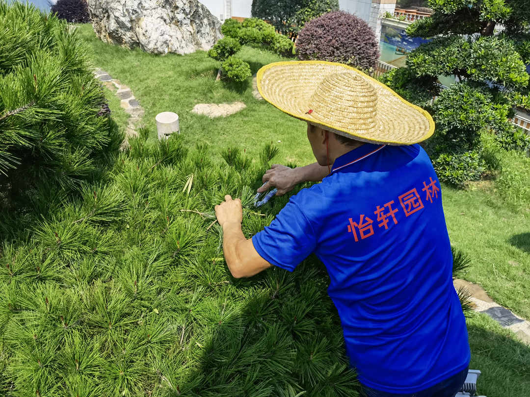 火狐电竞小区全年的绿化养护工作内容(图7)