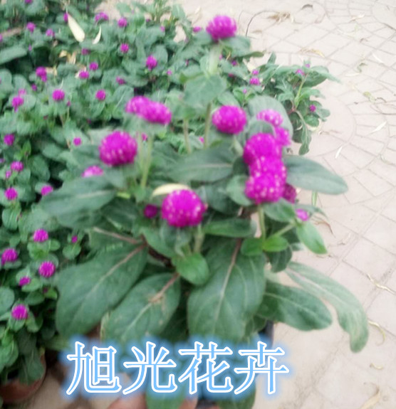 绿火狐电竞化苗木批发价格(图1)