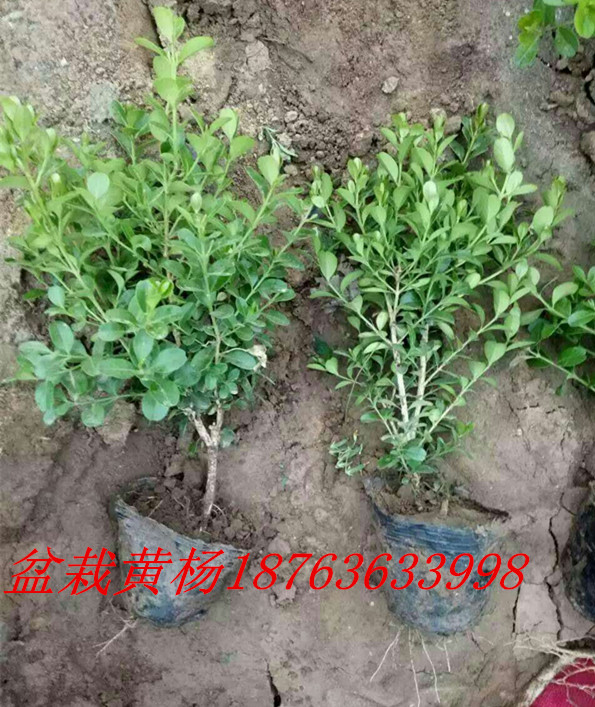 绿火狐电竞化苗木批发价格(图2)